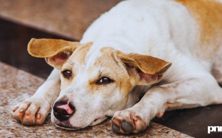 Stray Dog Menace: Government of India Pushes Humane ABC Rules with Funds, Community Role